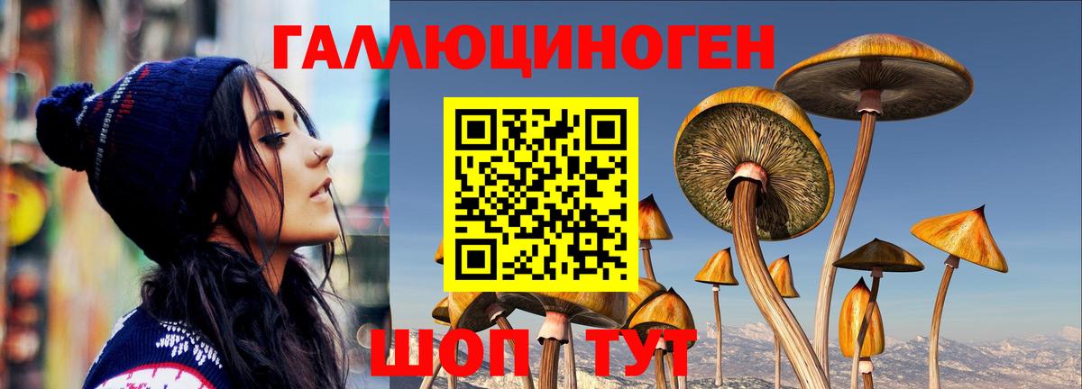Псилоцибиновые грибы Cubensis Владикавказ